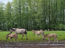 Wildpferde in Westfalen foto