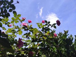 Naturhintergrund. rosa Rosenpflanze mit blauem Himmel. foto