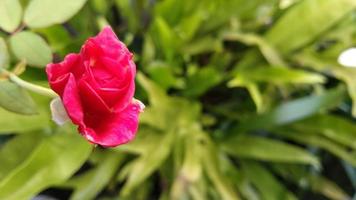 rote rosenblume, die im garten blüht foto