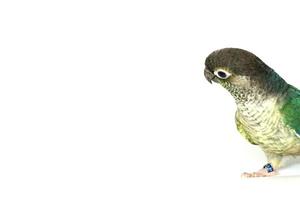 grüne wange conure blau türkis gelb seitenfarbe isoliert auf rechtem randbild weißer hintergrund, der kleine papagei der gattung pyrrhura, hat einen scharfen schnabel. in Südamerika beheimatet. foto