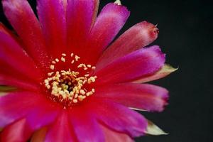 Lobivia-Hybridblume rosa und rot, es ist eine Pflanzenart von Kaktus-Kakteen-Staubblättern, die gelbe Farbe ist Echinopsis, die in tropischen, Nahaufnahmen gefunden wird foto