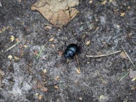 schwarzer Käfer auf dem Boden. selektiver Fokus foto