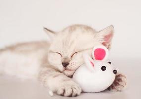 süßes schlafendes schottisches kätzchen mit weißem mausspielzeug. Weicher Fokus. foto