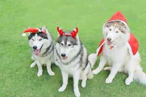 Weihnachtskonzept. drei sibirische huskys kleideten santa clus und sitzen auf dem grünen gras. foto