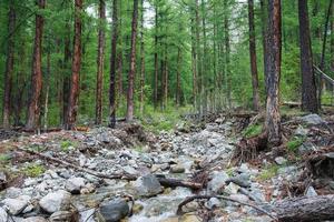 Wald von großen Lärchen und Bergfluss im Sommertag foto