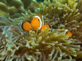 anemonen clownfische verstecken sich im korallenriff, um gefährliche menschen zu vermeiden. natur der unterwasserwelt bei ko lipe, der insel in thailand. foto