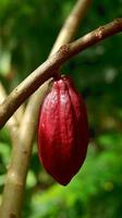 rote Kakaofrucht am Baum im Feld. Kakao oder Theobroma-Kakao l. ist ein kultivierter Baum in Plantagen, der aus Südamerika stammt, aber jetzt in verschiedenen tropischen Gebieten angebaut wird. Java, Indonesien. foto