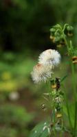 sintrong oder crassocephalum crepidioides ist eine Pflanzenart, die zum Stamm der Asteraceae gehört. Natur Hintergrund. bekannt als Ebolo, Dickkopf, Redflower Ragleaf oder Weidenröschen. weiße Blume aus nächster Nähe. foto