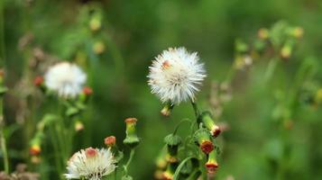 sintrong oder crassocephalum crepidioides ist eine Pflanzenart, die zum Stamm der Asteraceae gehört. Natur Hintergrund. bekannt als Ebolo, Dickkopf, Redflower Ragleaf oder Weidenröschen. weiße Blume aus nächster Nähe. foto