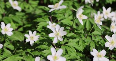 schöne Frühlingsblumen bei windigem Wetter im Wald foto