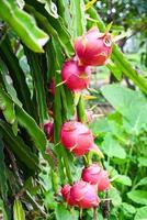 drachenfrucht auf dem drachenfruchtbaum, der auf die ernte in der landwirtschaftsfarm in asiatischer pitahaya-plantage wartet. drachenfrucht in thailand im sommer foto