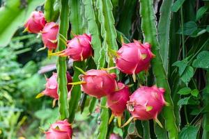 drachenfrucht auf dem drachenfruchtbaum, der auf die ernte in der landwirtschaftsfarm in asiatischer pitahaya-plantage wartet. drachenfrucht in thailand im sommer foto