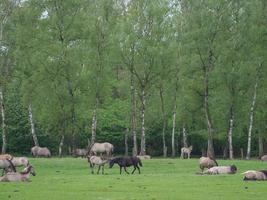 Wildpferde in Westfalen foto