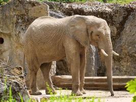 Tiere im Zoo foto