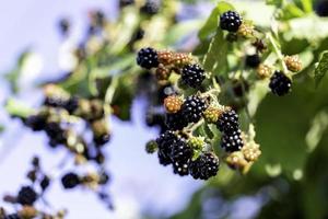 wilde Brombeeren wachsen foto