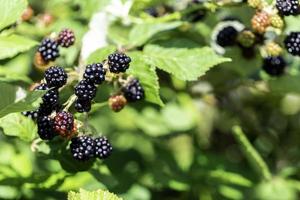 wilde Brombeeren wachsen foto