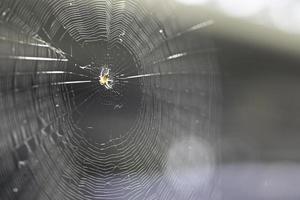 Spinne im Netz foto