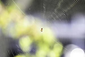 Spinne im Netz foto