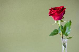 frische rote rosenblume auf khakifarbenem hintergrund foto