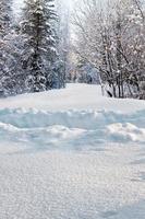 Wanderweg in tiefer Schneewehe im Wald im Winter foto