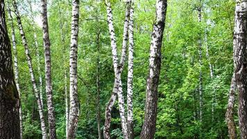 Weiße Birken im grünen Wald am Sommertag foto