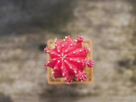 kleine rote Kaktusblüte im Dekotopf foto
