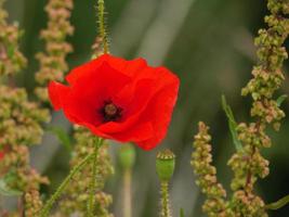 Mohnblumen in Westfalen foto