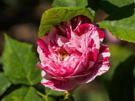 blumen im sommer gsarden foto