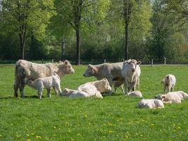 Weiße Kühe auf einer Wiese in Deutschland foto