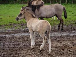 Wildpferde in Westfalen foto