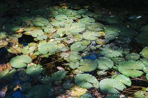 Seerosen, Nymphaeaceae, im tropischen Regenwald foto