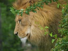 Tiere im Zoo foto