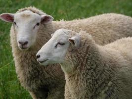 Schafe auf einem Feld in Deutschland foto