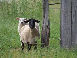 Schafe auf einem Feld in Deutschland foto