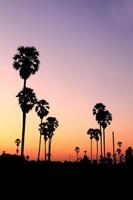 Silhouette Palmen bei Sonnenuntergang foto