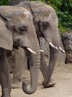 Tiere im Zoo foto