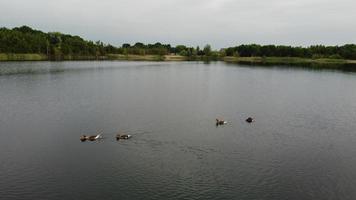 Luft- und Hochwinkelbild Süße Wasservögel schwimmen am schönen frühen Morgen bei Sonnenaufgang im stewartby-See von England foto