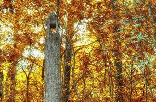 Wunderschöner Panoramablick auf eine goldene Herbstlandschaft in Europa foto