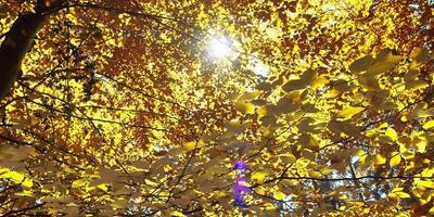 Wunderschöner Panoramablick auf eine goldene Herbstlandschaft in Europa foto