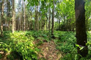 schöner Blick in einen dichten grünen Wald mit hellem Sonnenlicht, das tiefe Schatten wirft foto