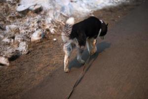 Hund auf der Straße. streunendes Tier. Haustier ist verloren gegangen. foto