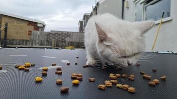 schöne und süße katze posiert und isst essen foto