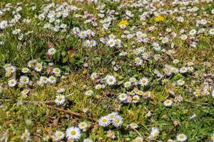 weißes Gartengänseblümchen in einem blumigen Sommerhintergrund. Leukanthemum vulgare. blühendes kamille- und gartenkonzept in einer wunderschönen naturszene mit blühenden gänseblümchen foto