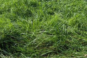 Nahaufnahme der grünen Grasfläche auf einer Wiese an einem sonnigen Sommertag. foto