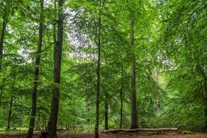 schöner Blick in einen dichten grünen Wald mit hellem Sonnenlicht, das tiefe Schatten wirft foto