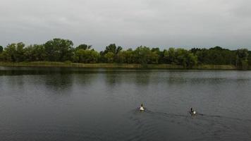 Luft- und Hochwinkelbild Süße Wasservögel schwimmen am schönen frühen Morgen bei Sonnenaufgang im stewartby-See von England foto