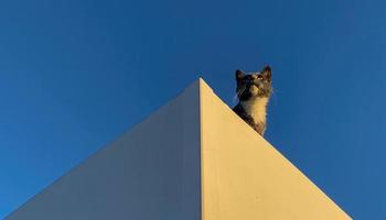 graue Katze auf dem Dach 3 foto