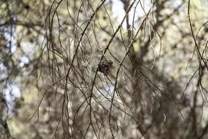 getrockneter Tannenzapfen im Wald foto