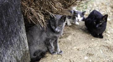 verlassene Katzen auf der Straße foto