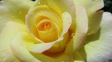 gelbe Rose, Blumennahaufnahme foto